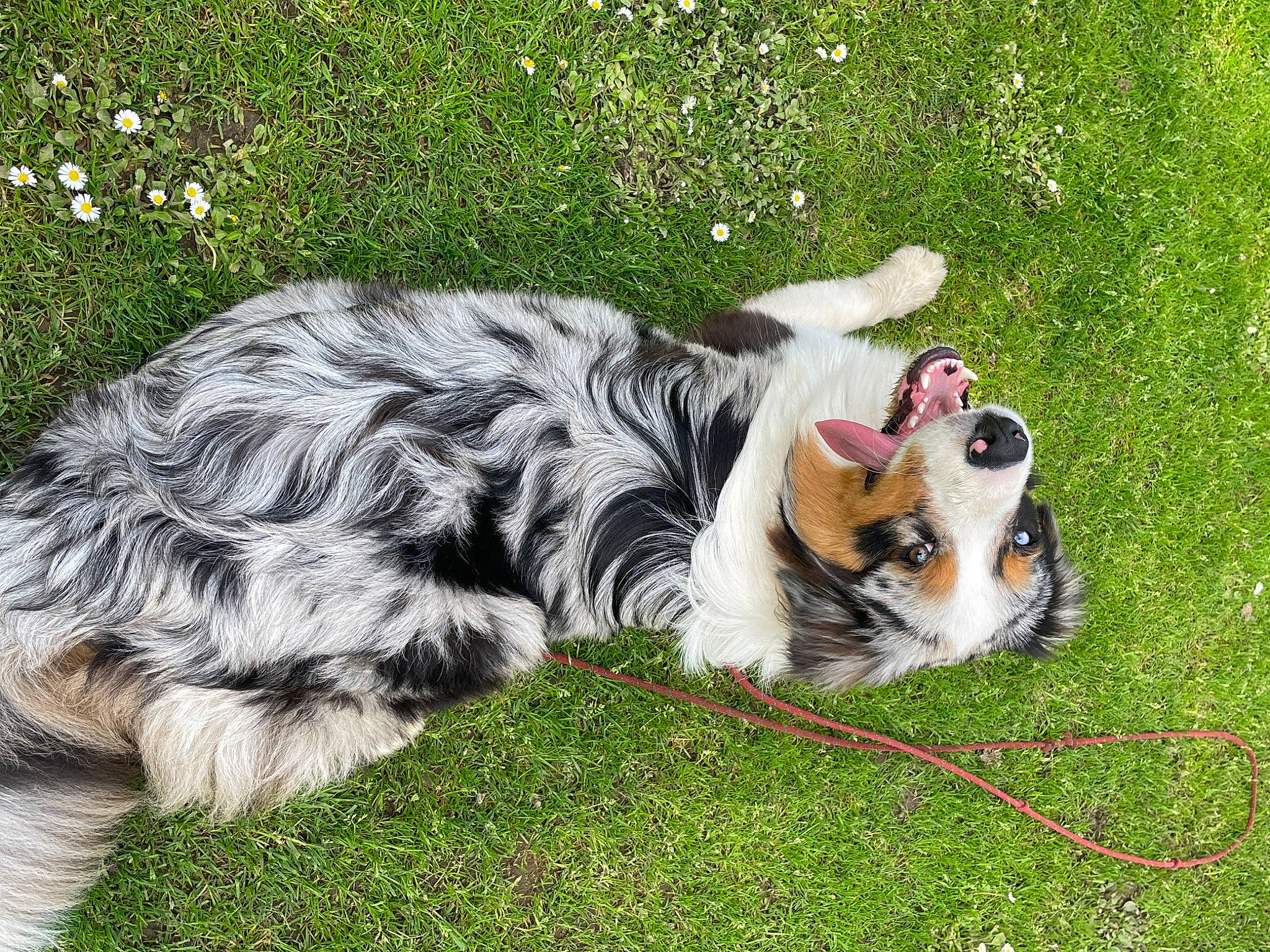 Twix participe au concours pour gagner de l'argent avec cette photo : canidae, carnivore, cat, collar, companion_dog, dog_breed, domestic_short_haired_cat, fawn, felidae, fur, grass, groundcover, paw, plant, small_to_medium_sized_cats, snout, sporting_group, tail, terrestrial_animal, whiskers