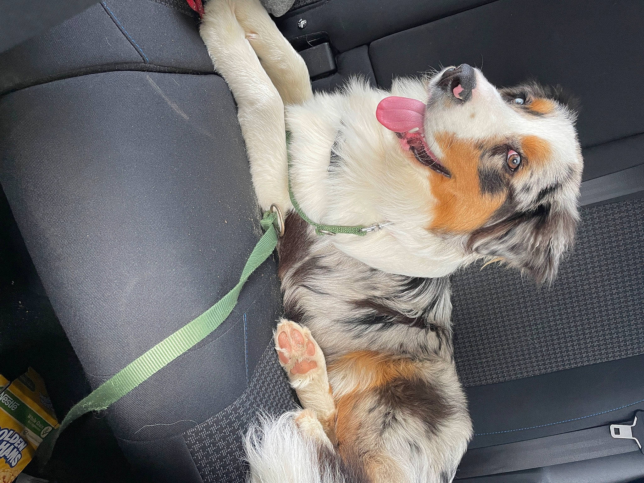 Twix a rejoint le concours — aidez-le/la à gagner de superbes lots ! car, car_seat, carnivore, comfort, companion_dog, dog, dog_breed, dog_supply, fur, paw, puppy_love, seat_belt, snout, sporting_group, toy, toy_dog, vehicle, vehicle_door, whiskers, windshield