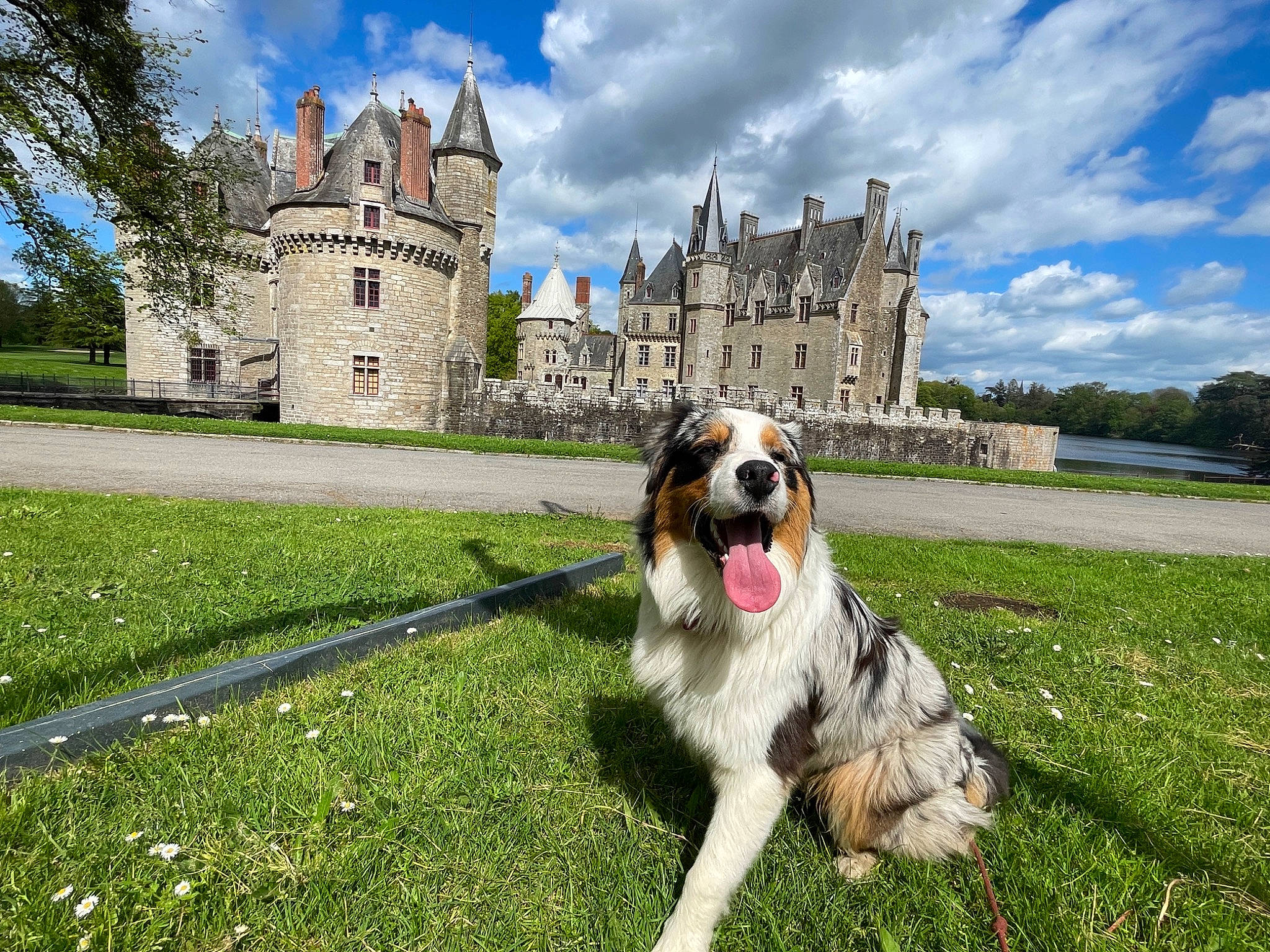 Twix a rejoint le concours — aidez-le/la à gagner de superbes lots ! building, canidae, carnivore, castle, cloud, companion_dog, dog, dog_breed, grass, grassland, landscape, lawn, leisure, plant, recreation, sky, sporting_group, tree, walking, working_dog