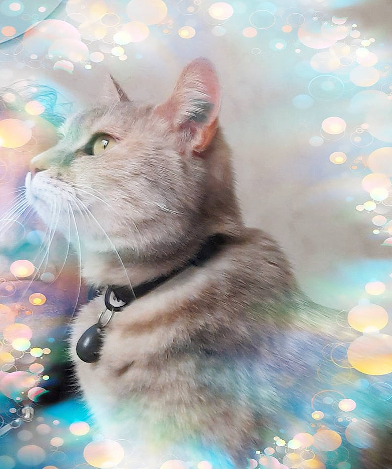 Choupette participe au concours pour gagner de l'argent avec cette photo : art, carnivore, cat, domestic_short_haired_cat, event, fawn, felidae, fur, illustration, paint, painting, plant, sky, small_to_medium_sized_cats, snout, tail, tree, whiskers, window, winter