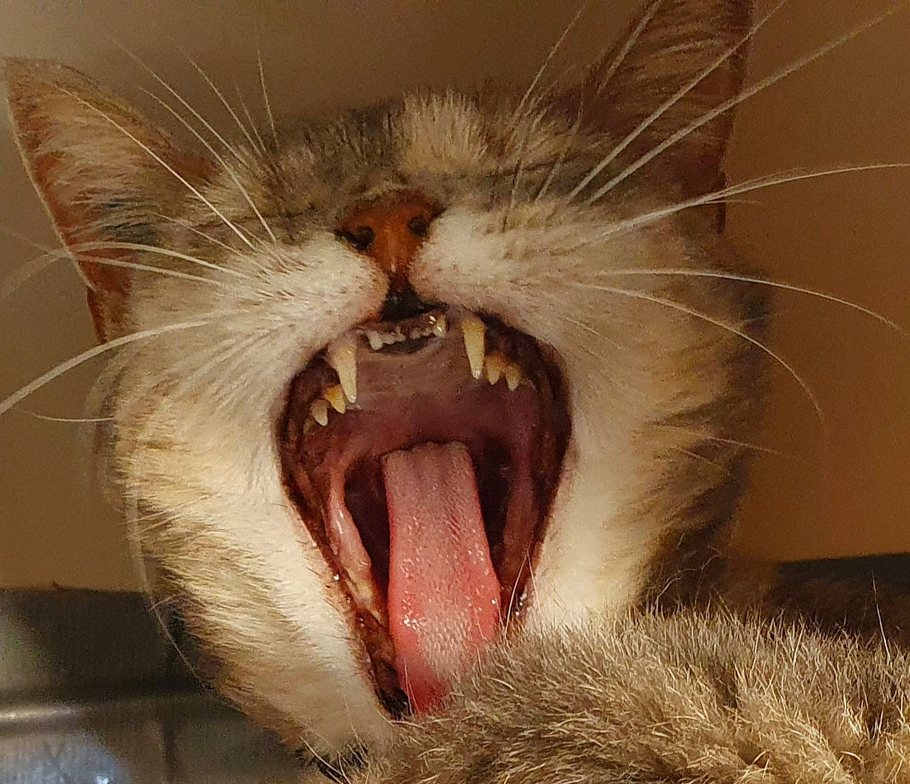 Choupette participe au concours pour gagner de l'argent avec cette photo : carnivore, cat, close_up, eye, facial_expression, fang, felidae, fur, human_body, jaw, mouth, nose, organ, roar, small_to_medium_sized_cats, snout, tooth, whiskers, wildlife, yawn