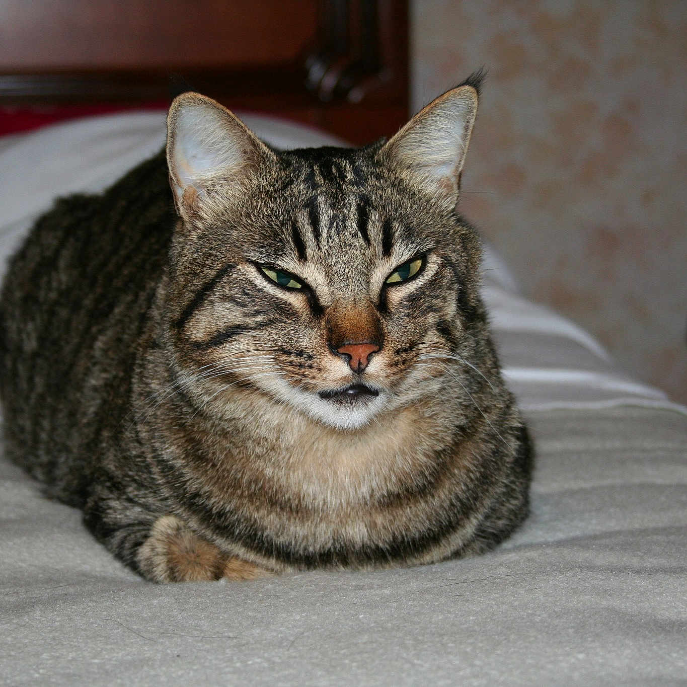 Minou