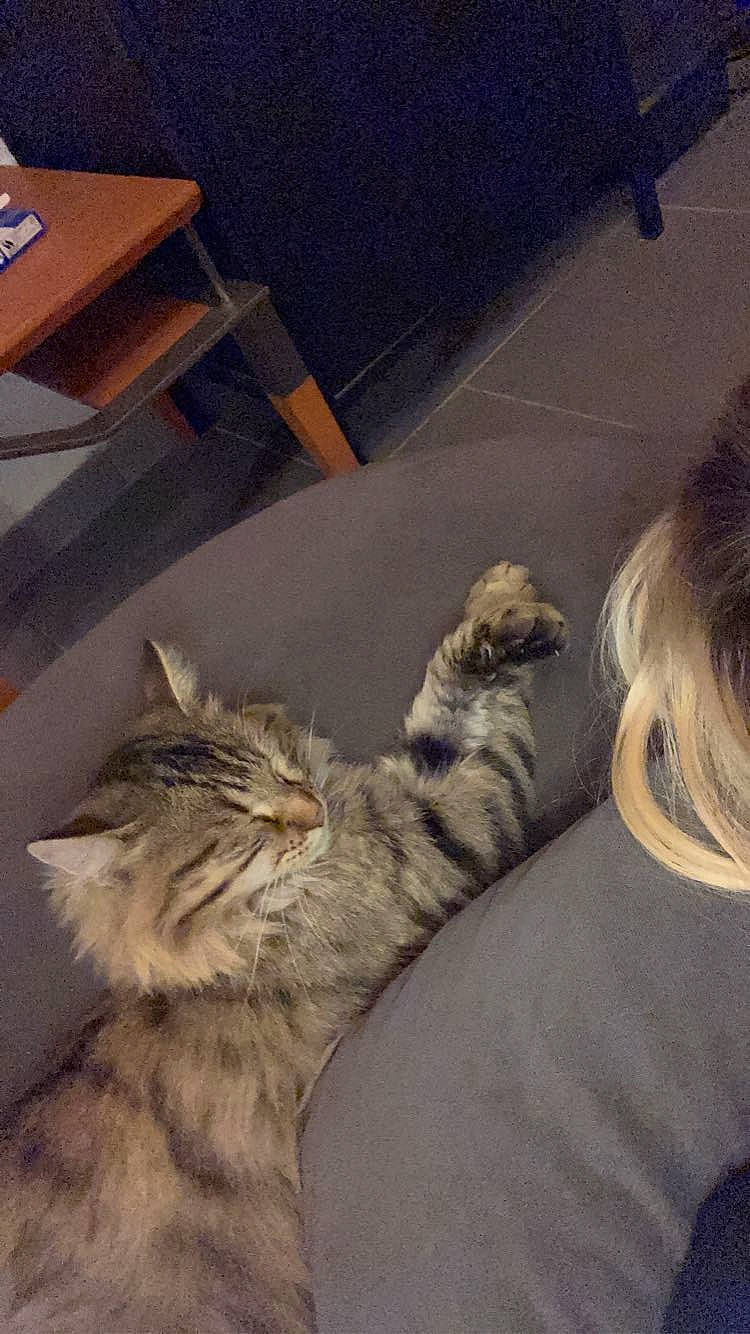 Moufassa a rejoint le concours — aidez-le/la à gagner de superbes lots ! blue, comfort, eye, felidae, floor, flooring, fun, hardwood, head, human, leg, organism, people, room, sand, small_to_medium_sized_cats, vertebrate, whiskers, wood, yellow