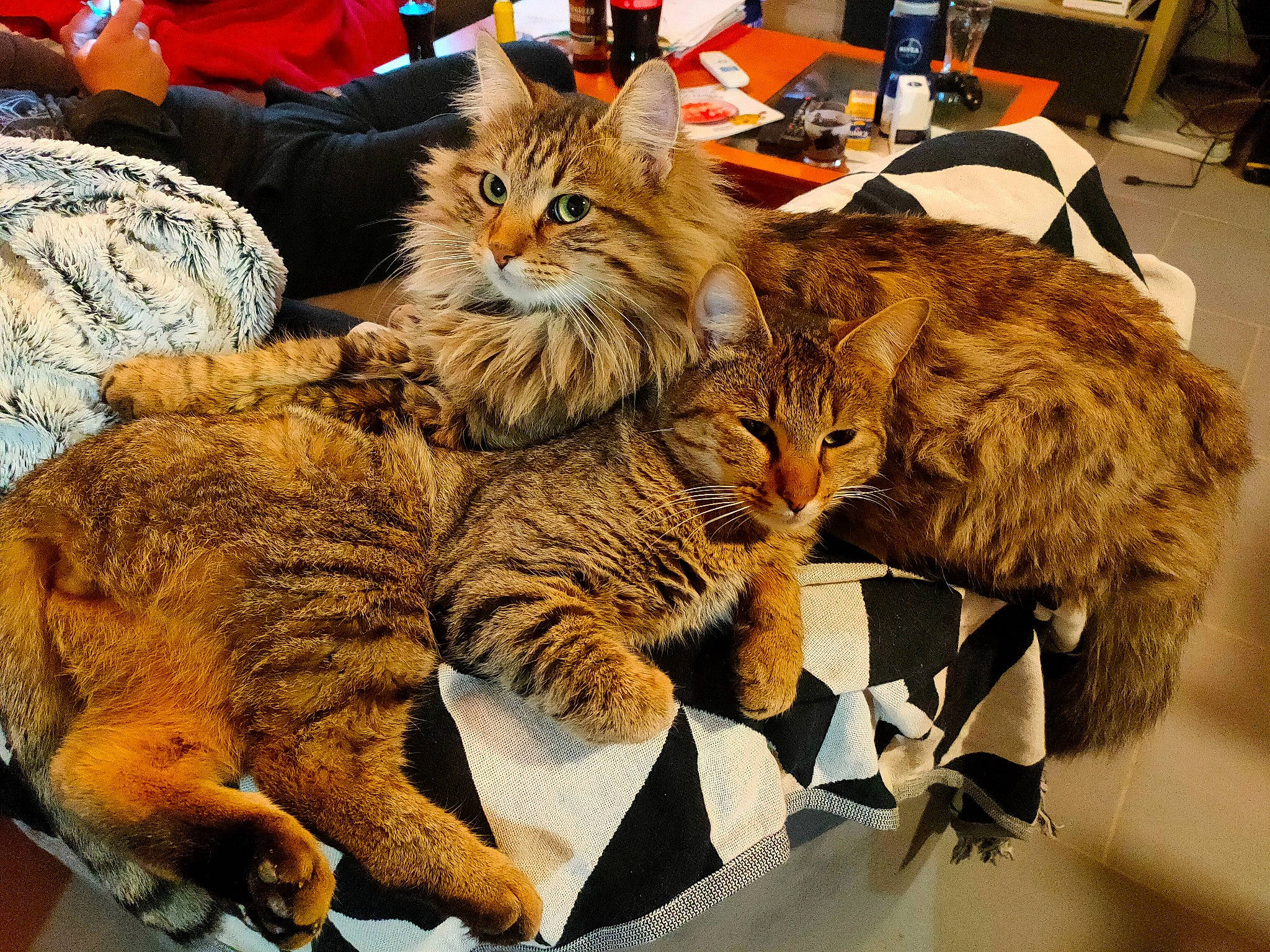 Moufassa participe au concours pour gagner de l'argent avec cette photo : bag, carnivore, cat, chair, claw, comfort, domestic_short_haired_cat, event, felidae, fur, luggage_and_bags, mammal, paw, small_to_medium_sized_cats, snout, tail, terrestrial_animal, vertebrate, whiskers