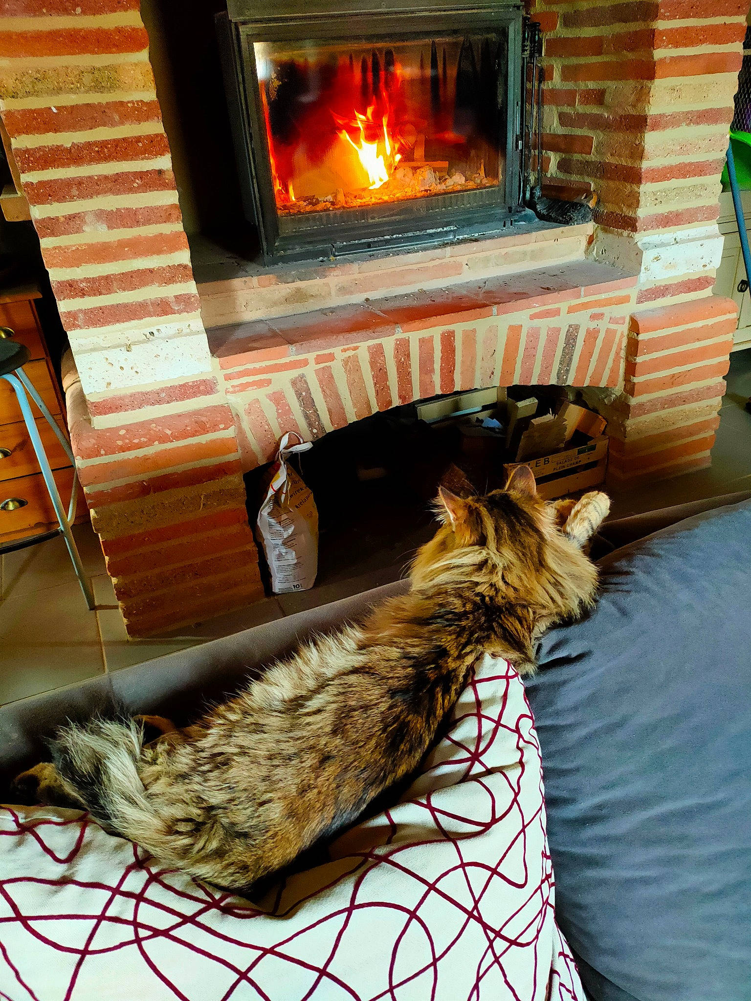 Moufassa participe au concours pour gagner de l'argent avec cette photo : carnivore, cat, comfort, feather, felidae, fire, fireplace, flooring, fur, gas, green, hardwood, hearth, heat, photograph, small_to_medium_sized_cats, snapshot, tail, whiskers, wood
