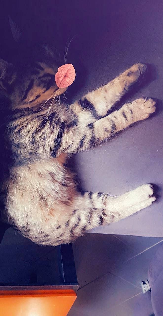 Moufassa a rejoint le concours — aidez-le/la à gagner de superbes lots ! carnivore, cat, claw, cloud, comfort, domestic_short_haired_cat, felidae, foot, fur, gesture, hand, human_leg, meteorological_phenomenon, mountain, paw, sky, small_to_medium_sized_cats, square, tail, whiskers