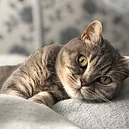Miku is registered to the contest to win money with this photo: cat, tabby_cat, pet, feline, animal, close_up, resting, blanket, soft_texture, indoor, fur, whiskers, eyes, cute, cozy, relaxed, portrait, mammal, sleepy, home
