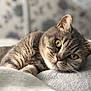 cat, tabby_cat, pet, feline, animal, close_up, resting, blanket, soft_texture, indoor, fur, whiskers, eyes, cute, cozy, relaxed, portrait, mammal, sleepy, home