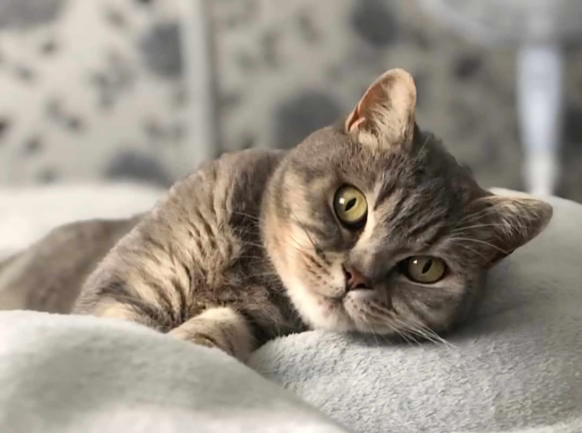 Miku is registered to the contest to win money with this photo: cat, tabby_cat, pet, feline, animal, close_up, resting, blanket, soft_texture, indoor, fur, whiskers, eyes, cute, cozy, relaxed, portrait, mammal, sleepy, home