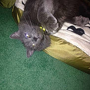 Stewie is registered to the contest to win money with this photo: