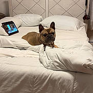 Bragi joined the competition — help win amazing prizes! animal, bed, bedroom, blanket, bulldog, canine, computer, cushion, dog, electronics, frenchbulldog, furniture, homedecor, indoors, interiordesign, laptop, pc, pet, puppy, room