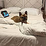 animal, bed, bedroom, blanket, bulldog, canine, computer, cushion, dog, electronics, frenchbulldog, furniture, homedecor, indoors, interiordesign, laptop, pc, pet, puppy, room
