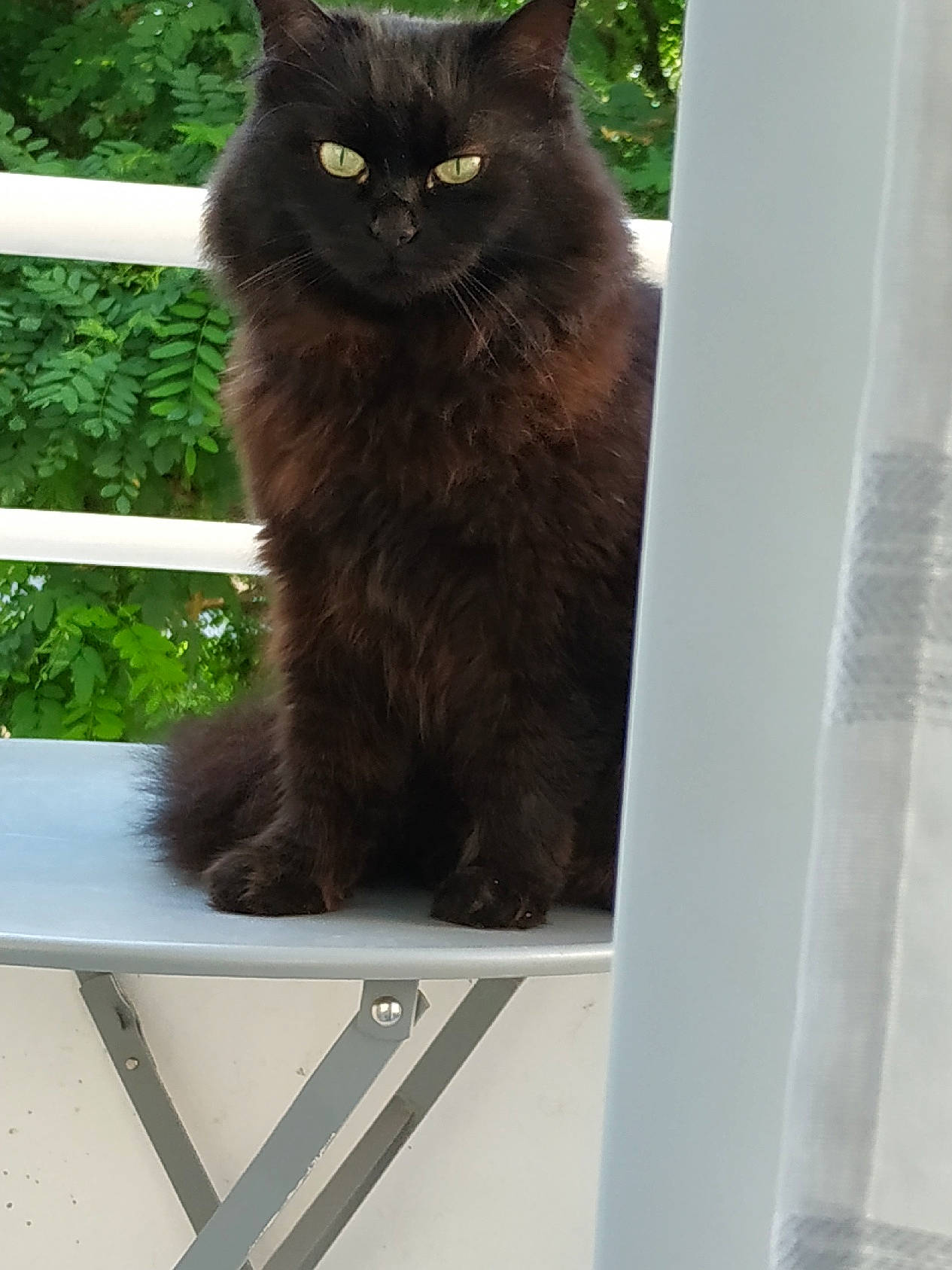 Croquis a rejoint le concours — aidez-le/la à gagner de superbes lots ! black_cat, carnivore, cat, domestic_short_haired_cat, door, felidae, fur, glass, plant, rectangle, small_to_medium_sized_cats, tail, terrestrial_animal, tree, whiskers, window