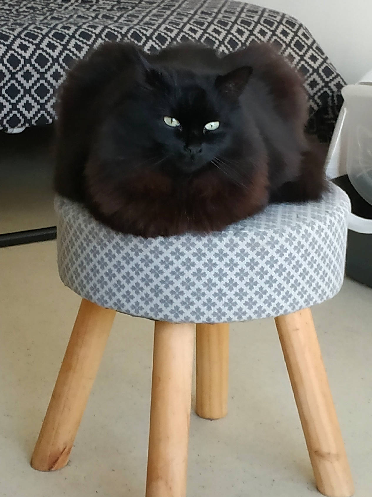 Croquis participe au concours pour gagner de l'argent avec cette photo : carnivore, cat, cat_supply, chair, comfort, fashion_accessory, fawn, felidae, fur, grey, mammal, plant, shorts, sitting, sleeve, small_to_medium_sized_cats, tail, textile, whiskers, wood