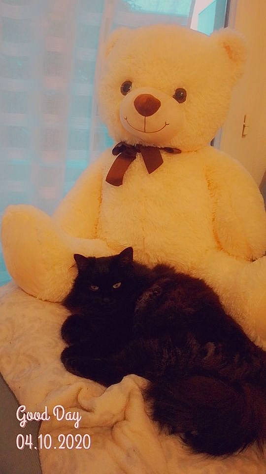 Croquis participe au concours pour gagner de l'argent avec cette photo : bear, bed, bombay, carnivore, cat, cat_supply, comfort, fawn, felidae, fur, mammal, room, small_to_medium_sized_cats, snout, stuffed_toy, tail, teddy_bear, textile, toy, whiskers