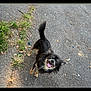dog, black_dog, happy, tongue_out, tail_wagging, pavement, grass, outdoor, small_dog, pet, canine, excited, animal, playful, street, smiling, fur, cute, companion, looking_up