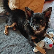 Voyou participe au concours pour gagner de l'argent avec cette photo : dog, toy, plush_toy, couch, quilted_mat, indoor, pet, small_dog, black_dog, tan_markings, ears_up, face, fur, resting, floor, tile_floor, home, animal, companion, relaxed