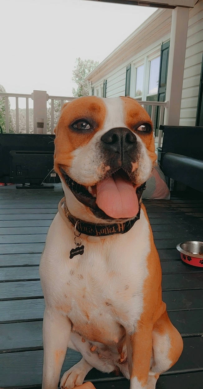 Xena is registered to the contest to win money with this photo: american_bulldog, australian_bulldog, bulldog, canidae, carnivore, collar, companion_dog, dog, dog_breed, fawn, mammal, non_sporting_group, nose, old_english_bulldog, olde_english_bulldogge, rare_breed_dog, snout, sporting_group, valley_bulldog, vertebrate