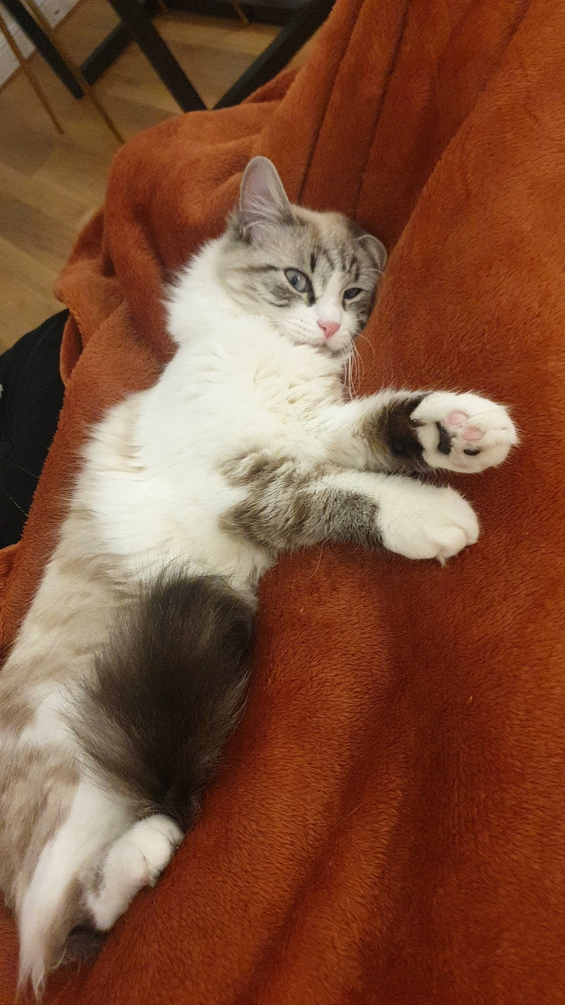 Soka participe au concours pour gagner de l'argent avec cette photo : carnivore, cat, claw, comfort, domestic_short_haired_cat, fawn, felidae, foot, fur, hardwood, lap, paw, small_to_medium_sized_cats, snout, tail, whiskers, wood