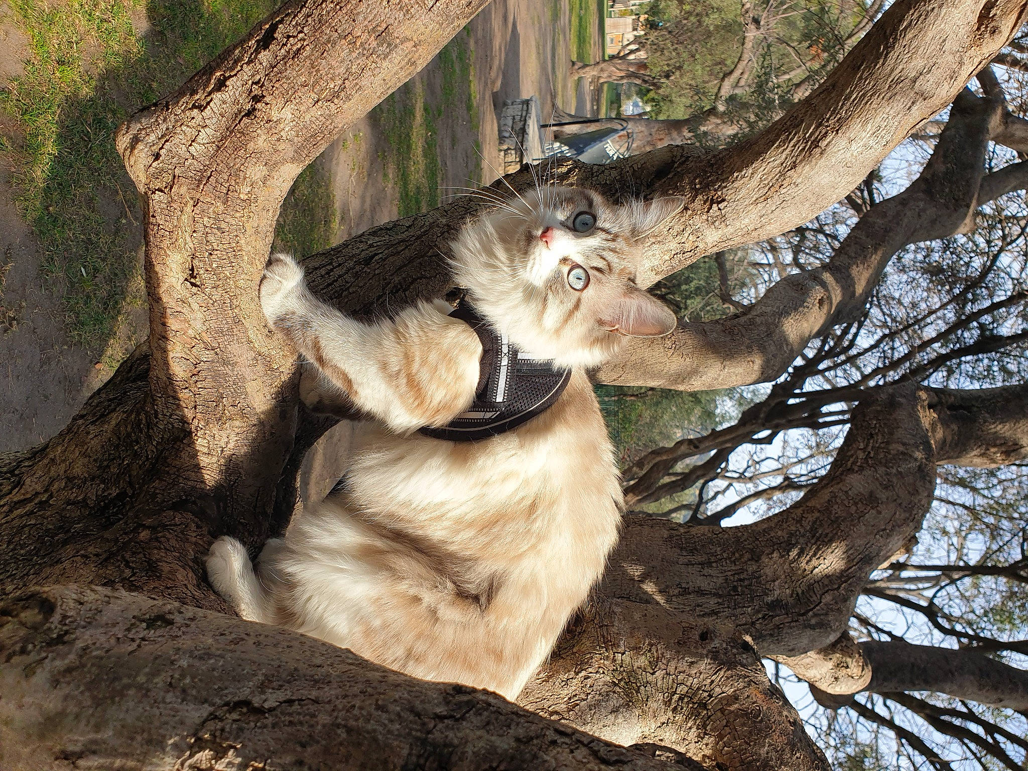 Soka participe au concours pour gagner de l'argent avec cette photo : carnivore, dog_breed, fawn, felidae, fur, lion, plant, tail, terrestrial_animal, tree, trunk, twig, wildlife, wood, working_animal