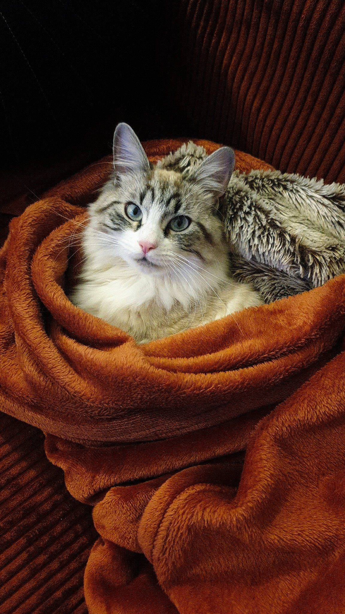 Soka a rejoint le concours — aidez-le/la à gagner de superbes lots ! carnivore, cat, claw, comfort, domestic_short_haired_cat, eye, fawn, felidae, fur, paw, sitting, small_to_medium_sized_cats, snout, tail, terrestrial_animal, tree, whiskers, wildlife, wood