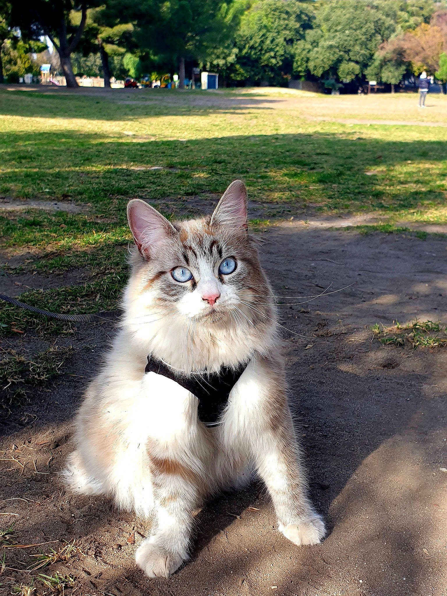 Soka participe au concours pour gagner de l'argent avec cette photo : carnivore, cat, domestic_short_haired_cat, eye, fawn, felidae, fur, grass, landscape, leaf, paw, plant, road_surface, sitting, small_to_medium_sized_cats, snout, tail, terrestrial_animal, tree, whiskers