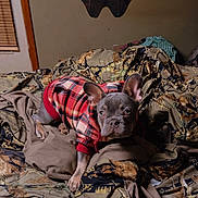 Bocephus is registered to the contest to win money with this photo: dog, french_bulldog, puppy, plaid_sweater, bed, blanket, camouflage, indoor, pet, animal, ears, fur, cute, looking, curious, resting, cozy, brown, home, sleeping_area