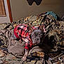 dog, french_bulldog, puppy, plaid_sweater, bed, blanket, camouflage, indoor, pet, animal, ears, fur, cute, looking, curious, resting, cozy, brown, home, sleeping_area