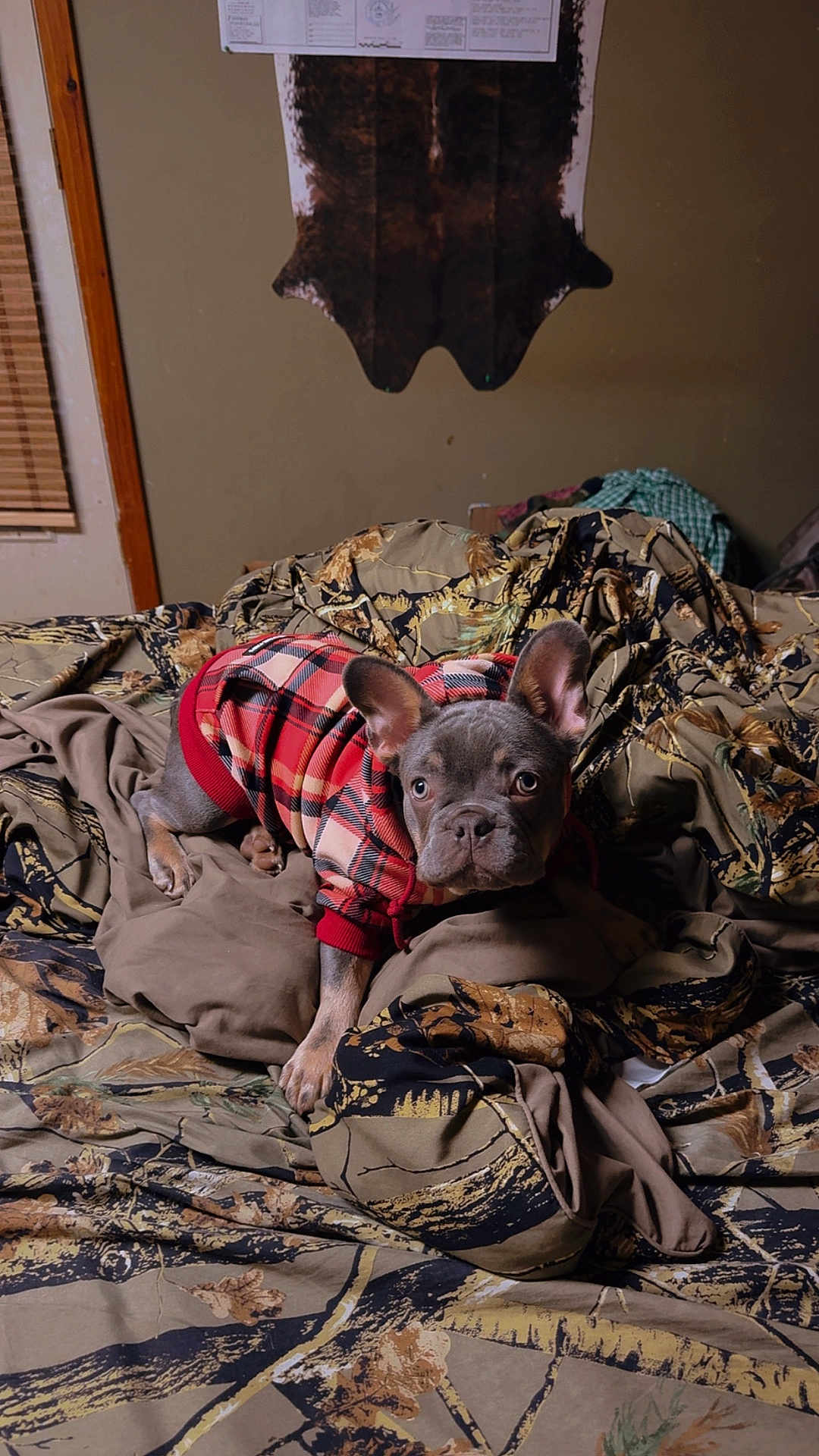 Bocephus is registered to the contest to win money with this photo: dog, french_bulldog, puppy, plaid_sweater, bed, blanket, camouflage, indoor, pet, animal, ears, fur, cute, looking, curious, resting, cozy, brown, home, sleeping_area