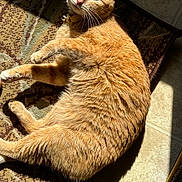 Cheese joined the competition — help win amazing prizes! cat, orange_tabby, sunlight, indoor, rug, relaxed, fluffy, pet, feline, sleepy, whiskers, fur, floor, tile, collar, paw, resting, domestic_animal, shadow, cute