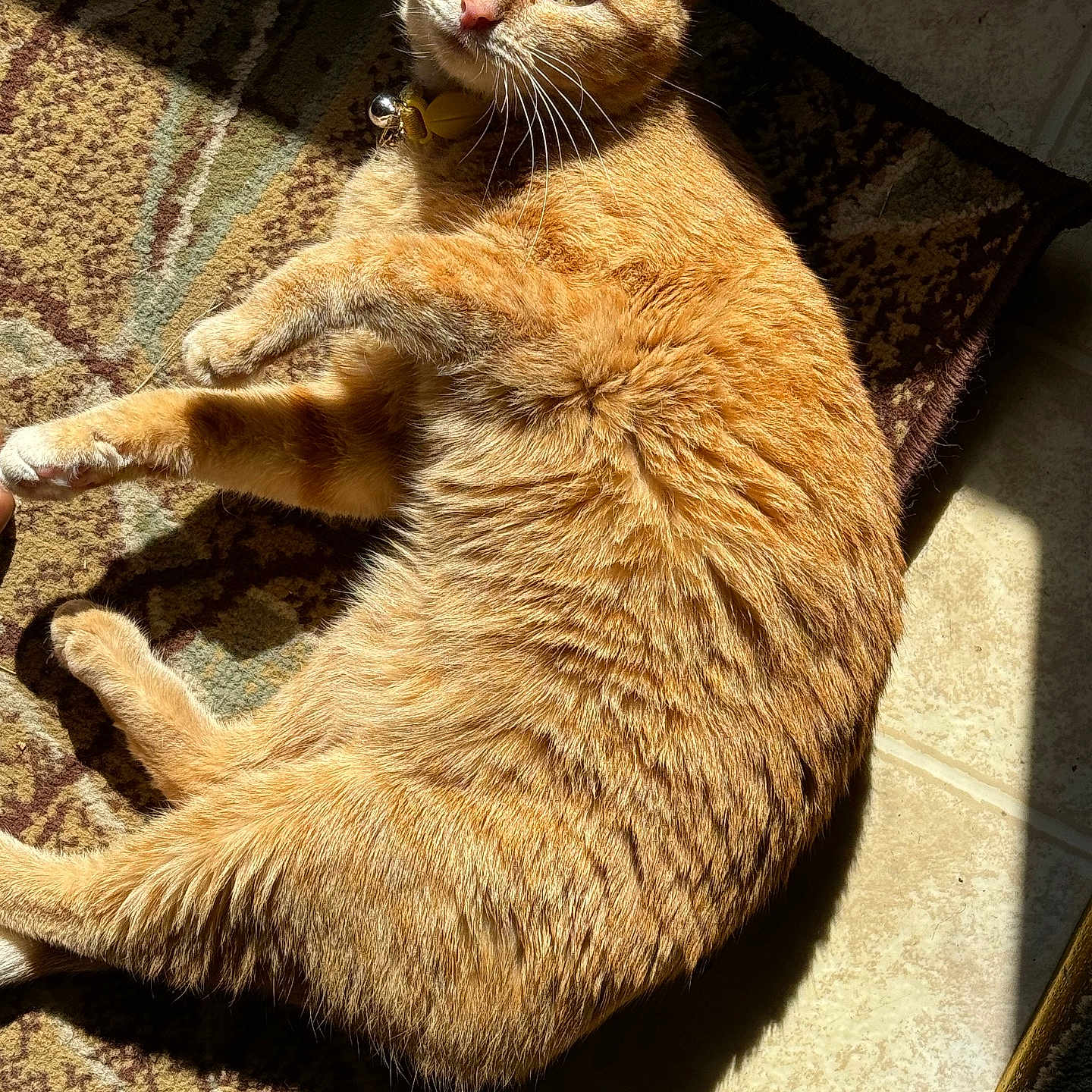 Cheese joined the competition — help win amazing prizes! cat, orange_tabby, sunlight, indoor, rug, relaxed, fluffy, pet, feline, sleepy, whiskers, fur, floor, tile, collar, paw, resting, domestic_animal, shadow, cute