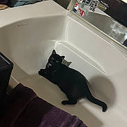 Felix is registered to the contest to win money with this photo: cat, black_cat, bathtub, bathroom, towel, mirror, stickers, indoor, pet, animal, relaxed, curious, feline, domestic, white_surface, purple_towel, reflection, collar, shadow, household