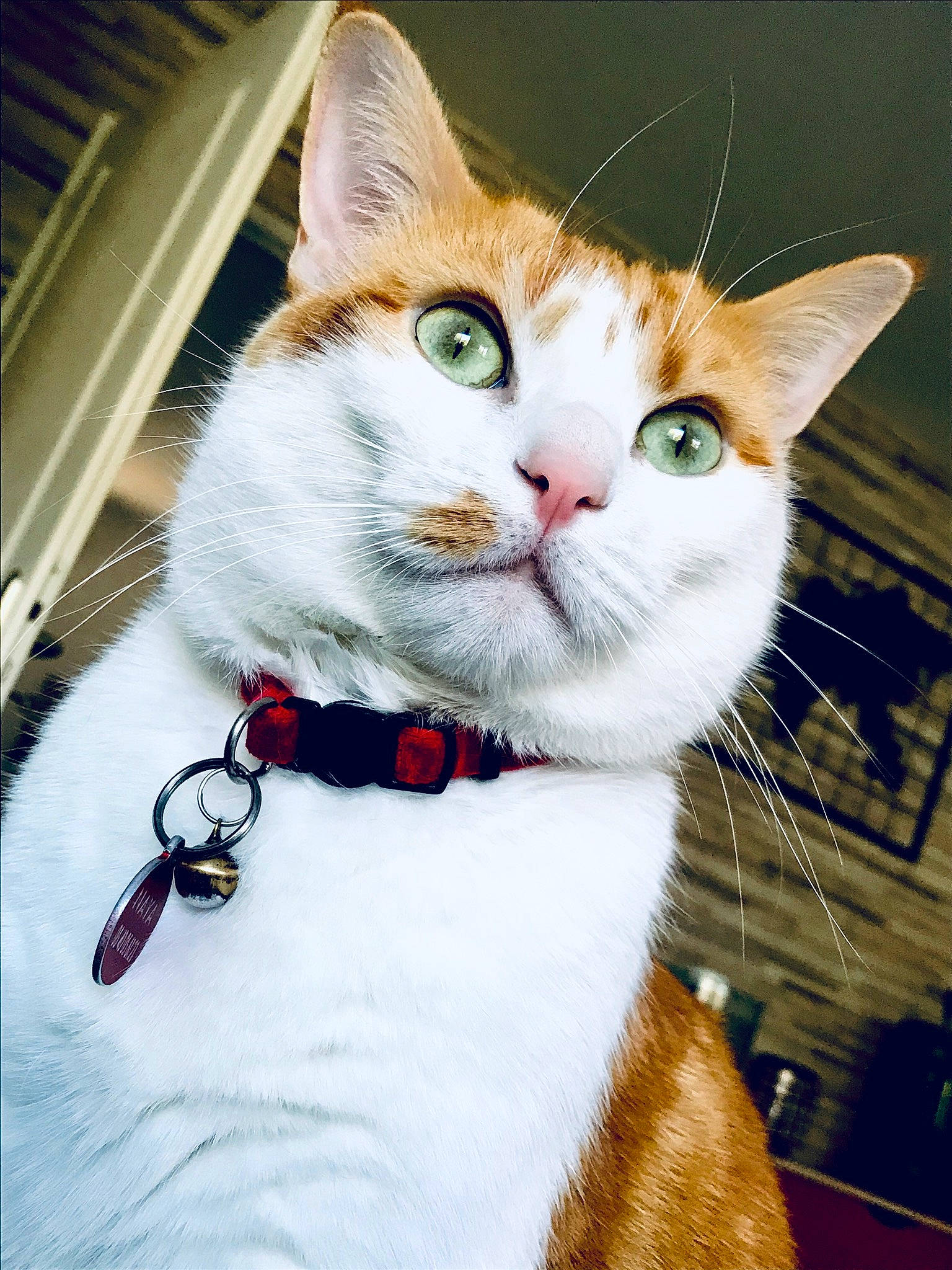 Naya participe au concours pour gagner de l'argent avec cette photo : aegean_cat, american_wirehair, bow_tie, carnivore, cat, collar, domestic_short_haired_cat, european_shorthair, fashion_accessory, fawn, felidae, fur, kitten, paw, small_to_medium_sized_cats, tabby_cat, tail, tie, turkish_van, whiskers