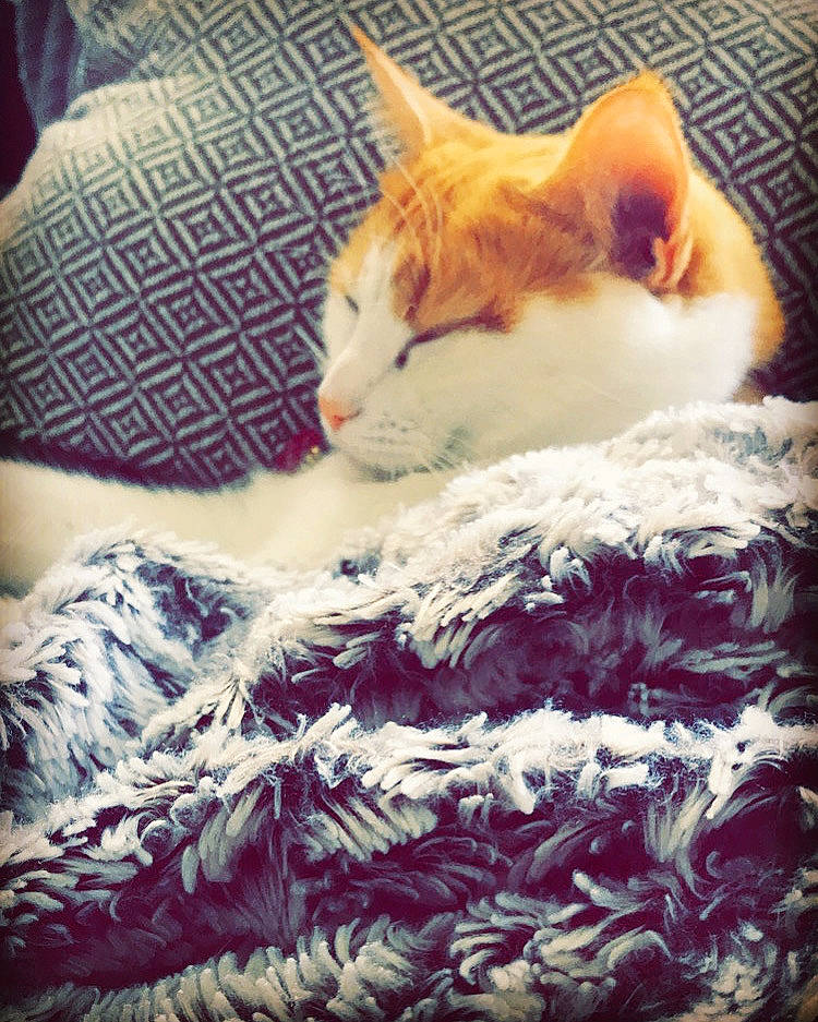 Naya participe au concours pour gagner de l'argent avec cette photo : aegean_cat, bed, carnivore, cat, domestic_short_haired_cat, ear, european_shorthair, eye, fawn, felidae, fur, kitten, nap, nose, sleep, small_to_medium_sized_cats, snapshot, tail, turkish_van, whiskers