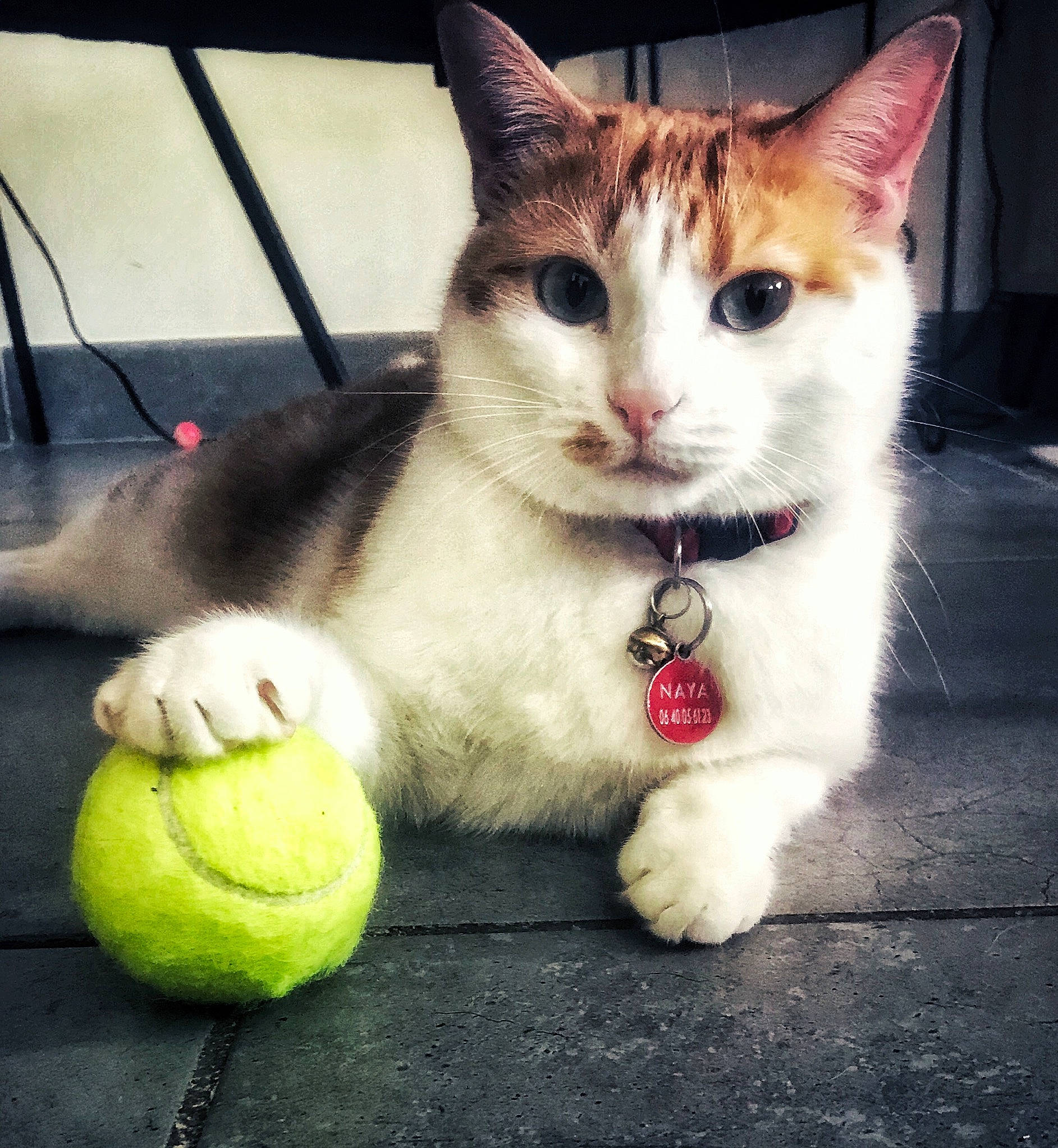 Naya a rejoint le concours — aidez-le/la à gagner de superbes lots ! aegean_cat, asian, ball, burmilla, carnivore, cat, domestic_short_haired_cat, european_shorthair, eye, felidae, kitten, mammal, polydactyl_cat, small_to_medium_sized_cats, tail, tennis_ball, whiskers