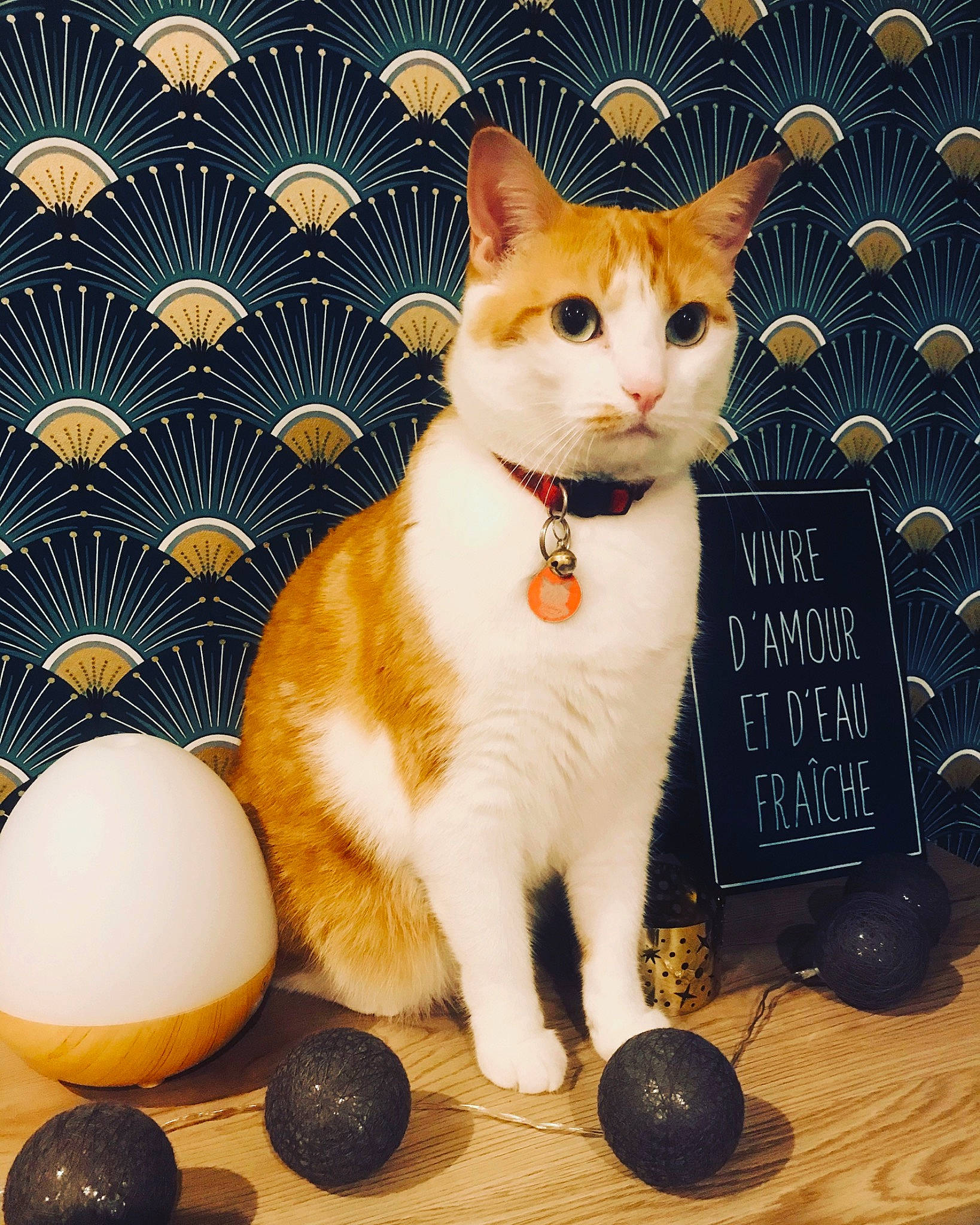 Naya participe au concours pour gagner de l'argent avec cette photo : aegean_cat, american_wirehair, asian, carnivore, cat, domestic_short_haired_cat, european_shorthair, fawn, felidae, games, kitten, small_to_medium_sized_cats, whiskers