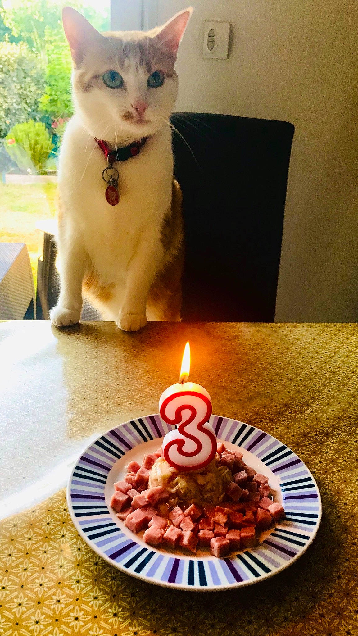 Naya participe au concours pour gagner de l'argent avec cette photo : birthday, cake, carnivore, cat, cuisine, dish, felidae, food, kitten, party, small_to_medium_sized_cats, whiskers