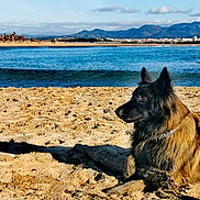 Nex a rejoint le concours — aidez-le/la à gagner de superbes lots ! animal, beach, canine, clouds, collar, dog, landscape, mountains, nature, ocean, outdoor, relaxing, sand, scenic, shadow, sky, summer, sunlight, vacation, water