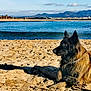 animal, beach, canine, clouds, collar, dog, landscape, mountains, nature, ocean, outdoor, relaxing, sand, scenic, shadow, sky, summer, sunlight, vacation, water
