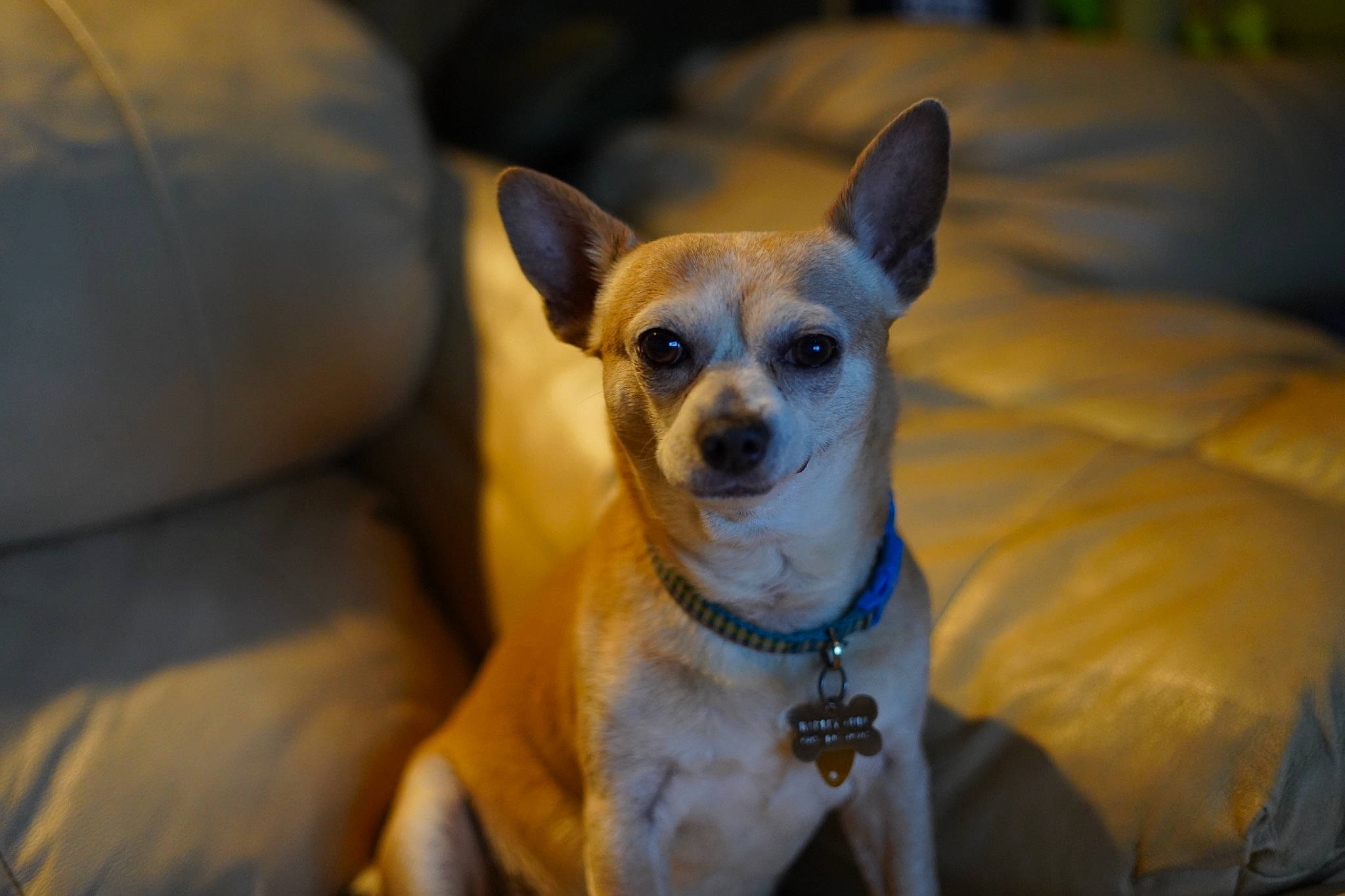 Quinn is registered to the contest to win money with this photo: canidae, carnivore, chihuahua, collar, companion_dog, couch, dog, dog_breed, dog_collar, dog_supply, fawn, non_sporting_group, pet_supply, snout, sporting_group, toy_dog, vertebrate, whiskers, working_animal, working_dog
