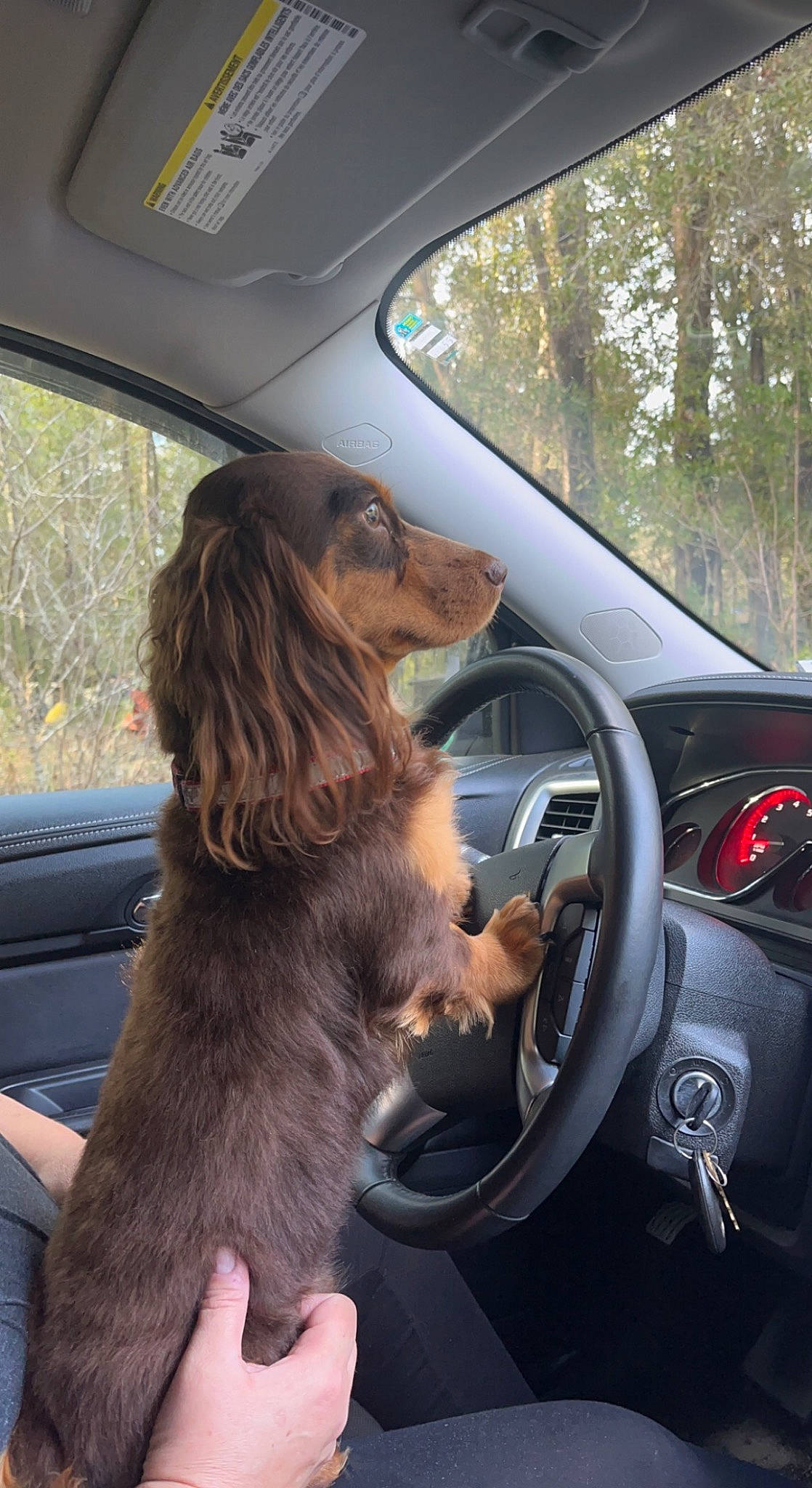 Charlie is registered to the contest to win money with this photo: auto_part, automotive_design, automotive_exterior, automotive_mirror, automotive_window_part, car, car_seat, companion_dog, dog, family_car, fur, liver, luxury_vehicle, mammal, motor_vehicle, personal_luxury_car, steering_wheel, vehicle, vehicle_door, windshield