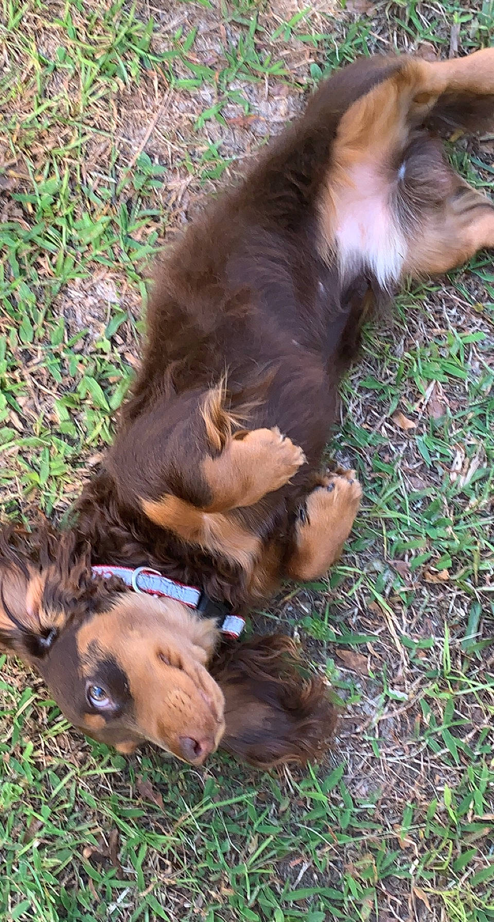 Charlie joined the competition — help win amazing prizes! canidae, carnivore, companion_dog, dog, dog_breed, fawn, felidae, fur, grass, liver, paw, snout, sporting_group, tail, terrestrial_animal, wildlife, working_animal