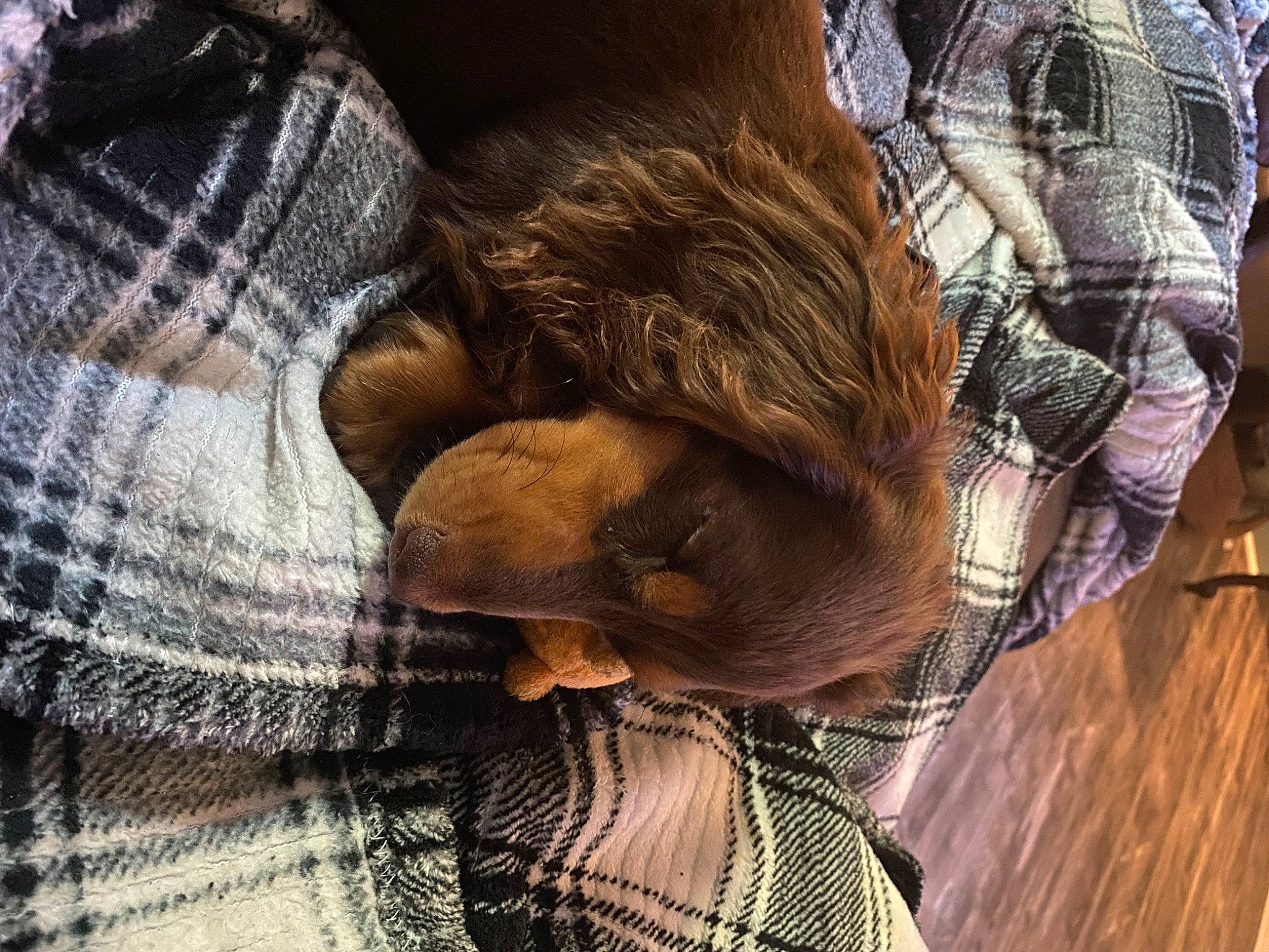 Charlie joined the competition — help win amazing prizes! denim, fashion_accessory, fur, hair_coloring, human_leg, leather, liver, metal, pattern, plaid, sleeve, sporting_group, tartan, textile, wood