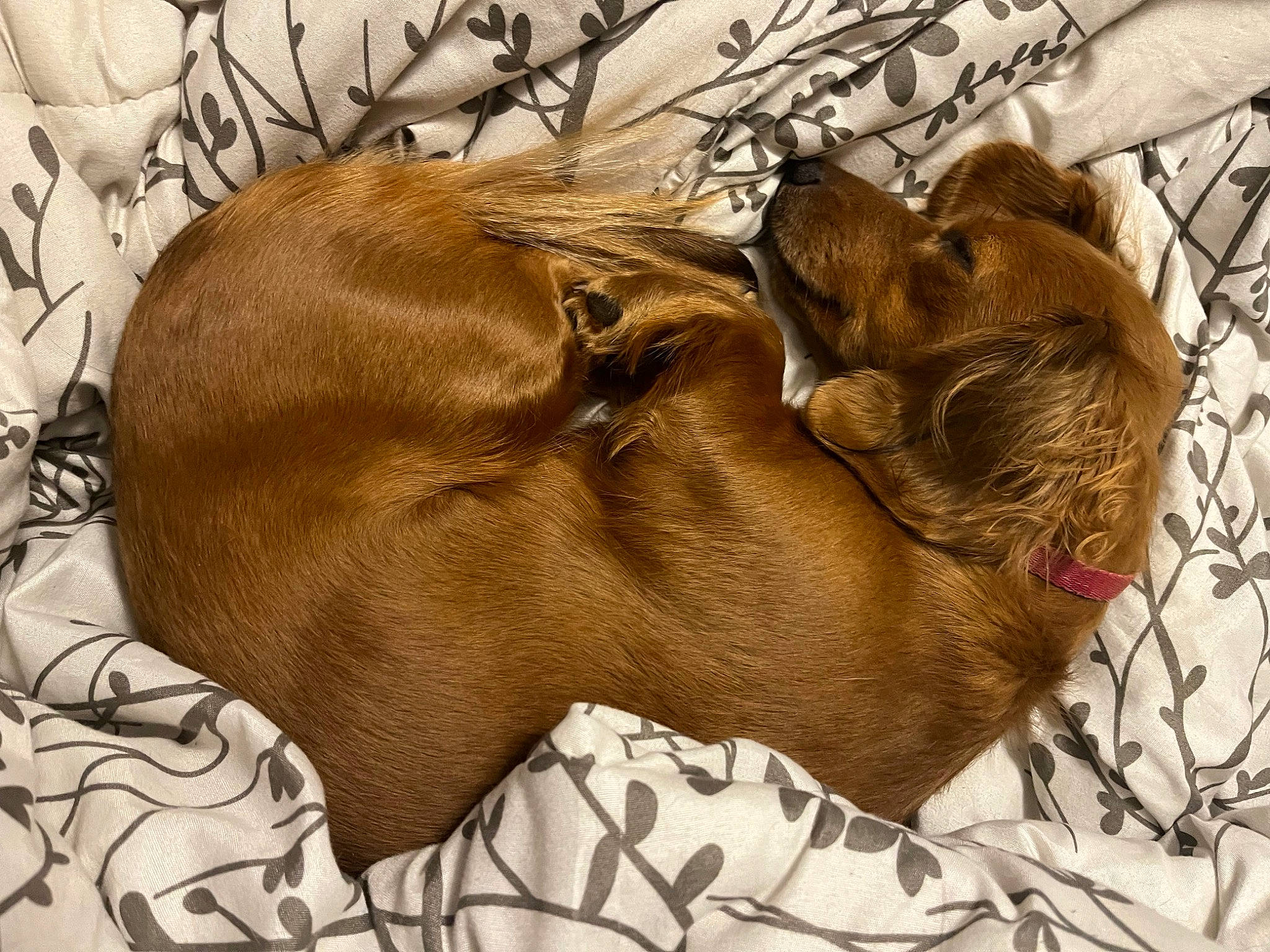 Pearl joined the competition — help win amazing prizes! art, canidae, carnivore, comfort, companion_dog, dog, dog_breed, fawn, fur, linens, liver, nap, pattern, pet_supply, sporting_group, terrestrial_animal, textile, wildlife, working_animal