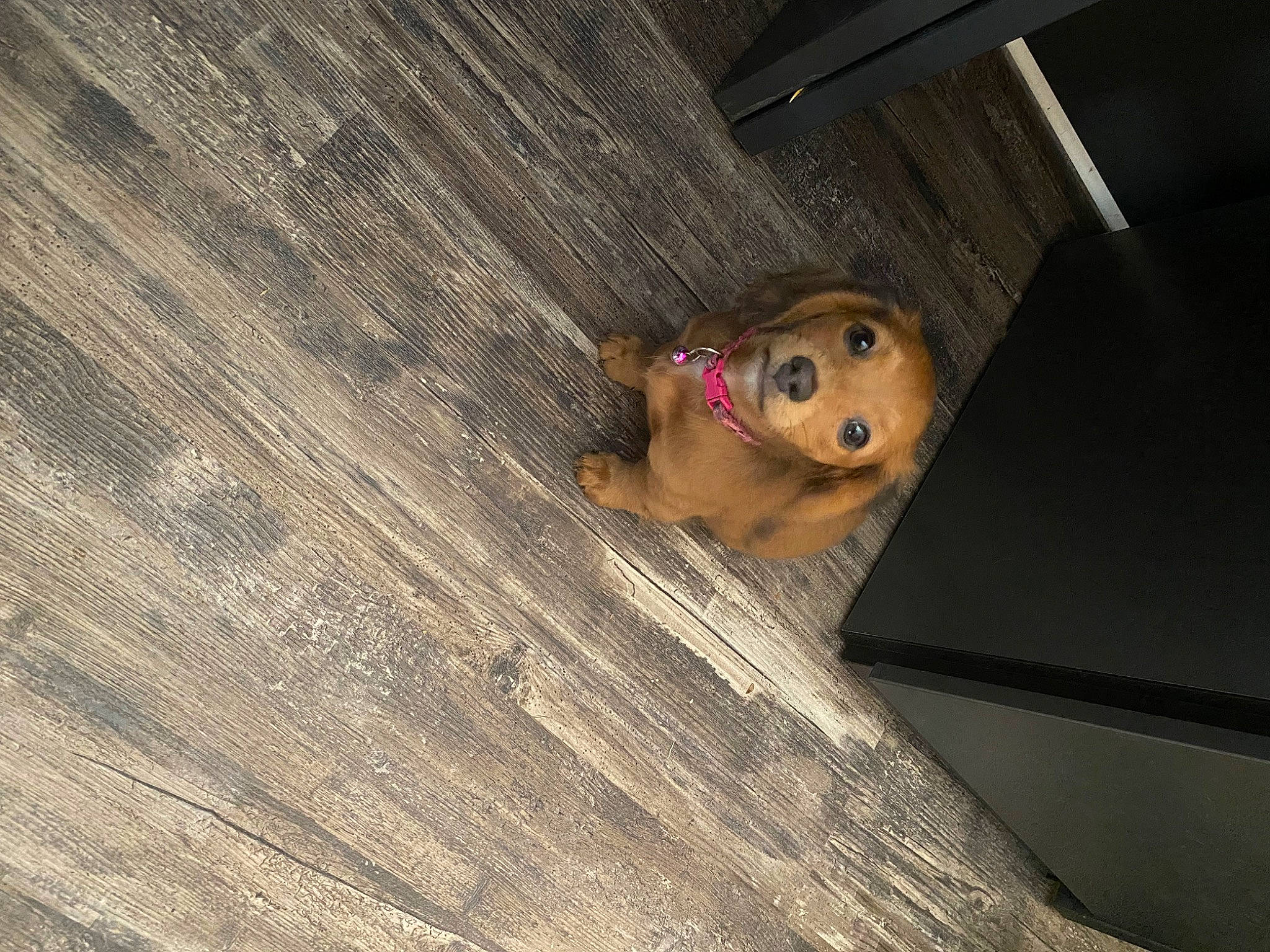 Pearl joined the competition — help win amazing prizes! ceiling, fawn, floor, flooring, fun, hardwood, lumber, plank, plywood, room, toy, wood, wood_flooring, wood_stain