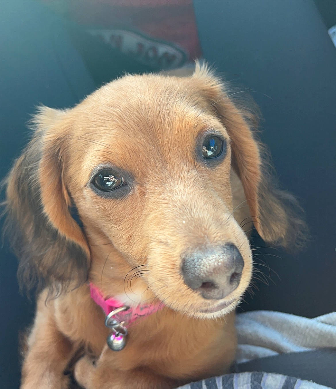 Pearl joined the competition — help win amazing prizes! canidae, carnivore, collar, companion_dog, dog, dog_breed, dog_collar, dog_supply, ear, fawn, fur, gun_dog, liver, pet_supply, puppy, snout, sporting_group, whiskers, wood, working_animal