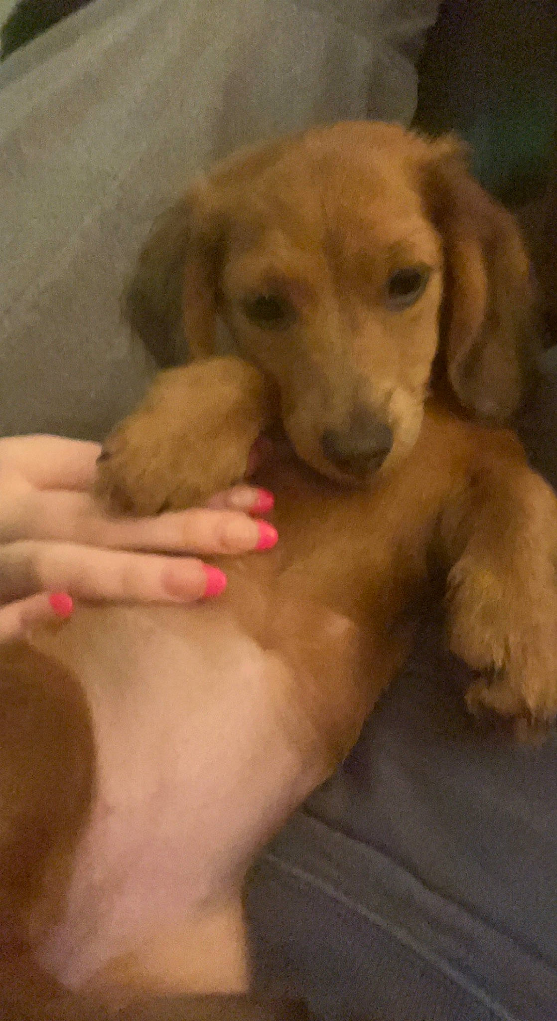 Pearl joined the competition — help win amazing prizes! abdomen, canidae, carnivore, chest, comfort, companion_dog, dog, dog_breed, ear, fawn, flooring, fur, gesture, nail, paw, puppy, snout, sporting_group, working_animal, wrist