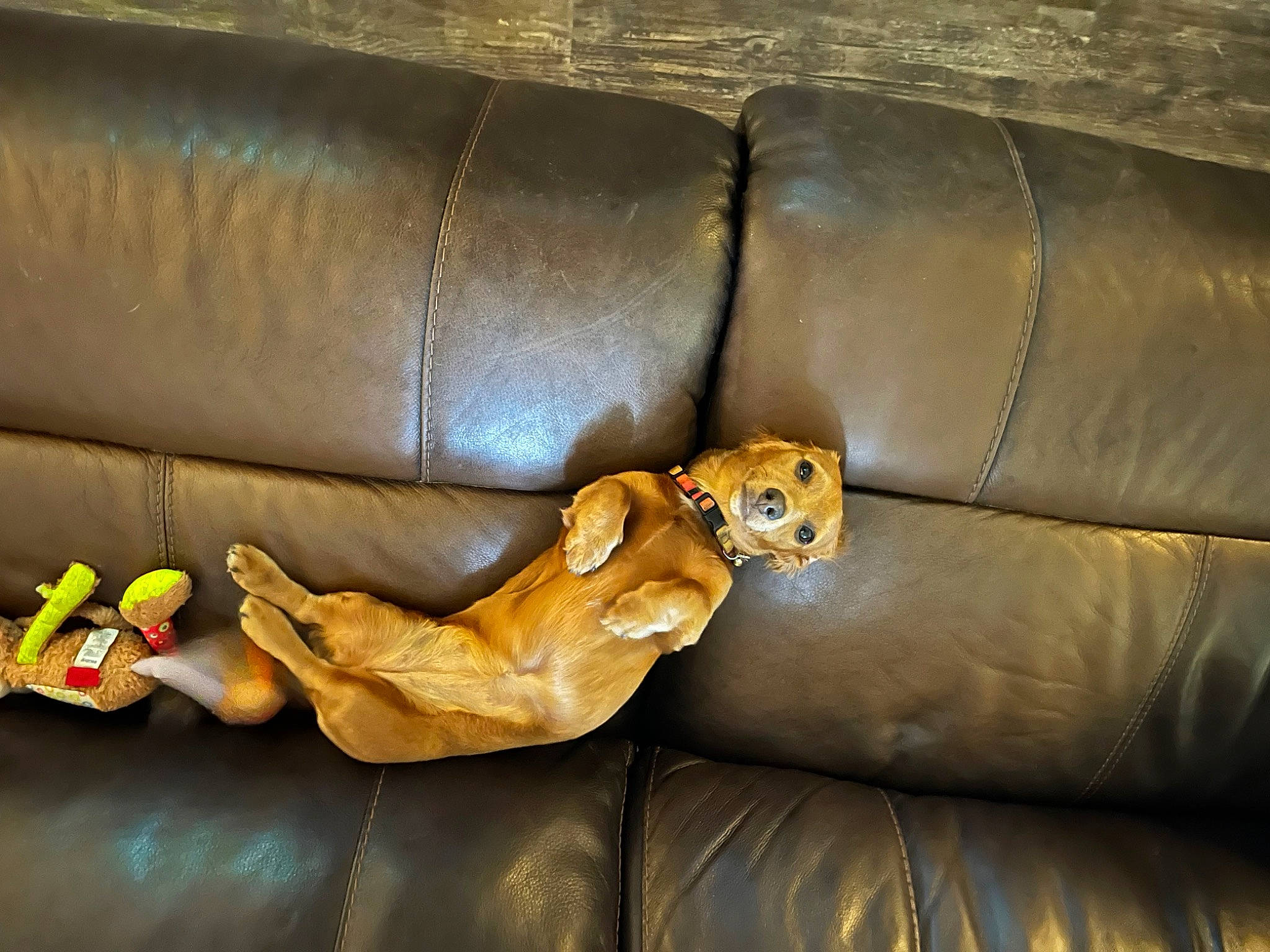 Pearl joined the competition — help win amazing prizes! comfort, companion_dog, couch, flooring, fur, human_leg, leather, metal, sofa_bed, studio_couch, terrestrial_animal, thigh, toy, wood