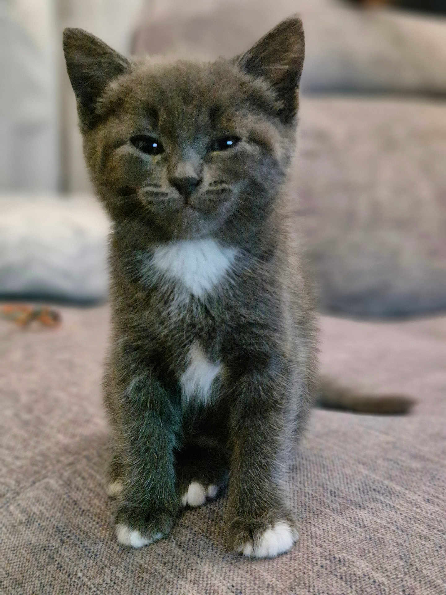 Nuage a rejoint le concours — aidez-le/la à gagner de superbes lots ! kitten, cat, gray_fur, white_paws, white_chest, pet, sitting, indoor, cozy, couch, furniture, fur, animal, cute, small, young, whiskers, portrait, looking_at_camera, blurred_background