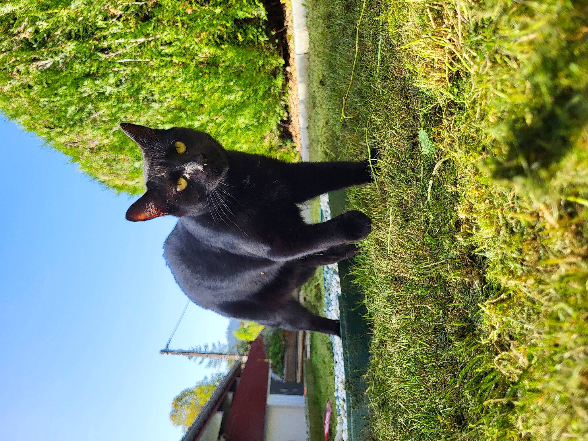 Draco participe au concours pour gagner de l'argent avec cette photo : art, black_cat, bombay, carnivore, cat, domestic_short_haired_cat, felidae, fur, grass, groundcover, plant, shrub, sky, small_to_medium_sized_cats, tail, terrestrial_animal, terrestrial_plant, tree, trunk, whiskers
